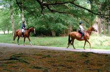 Ireland-Sligo/Donegal-Cross Country & Jumping  Program - Sligo